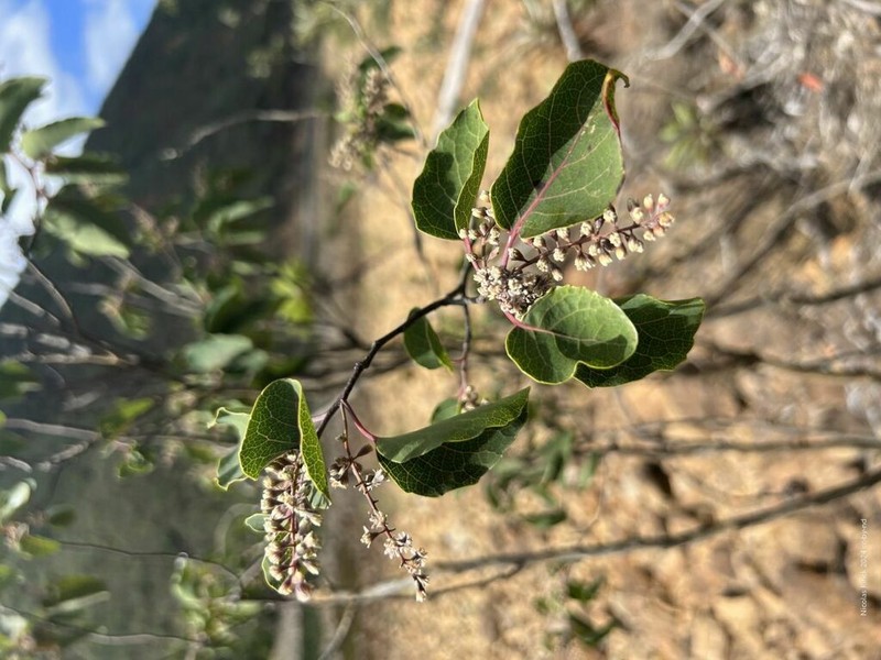 Homalium betulifolium photo 3