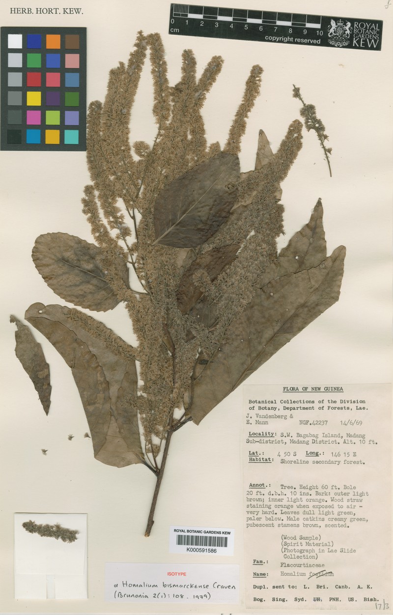 Homalium bismarckense