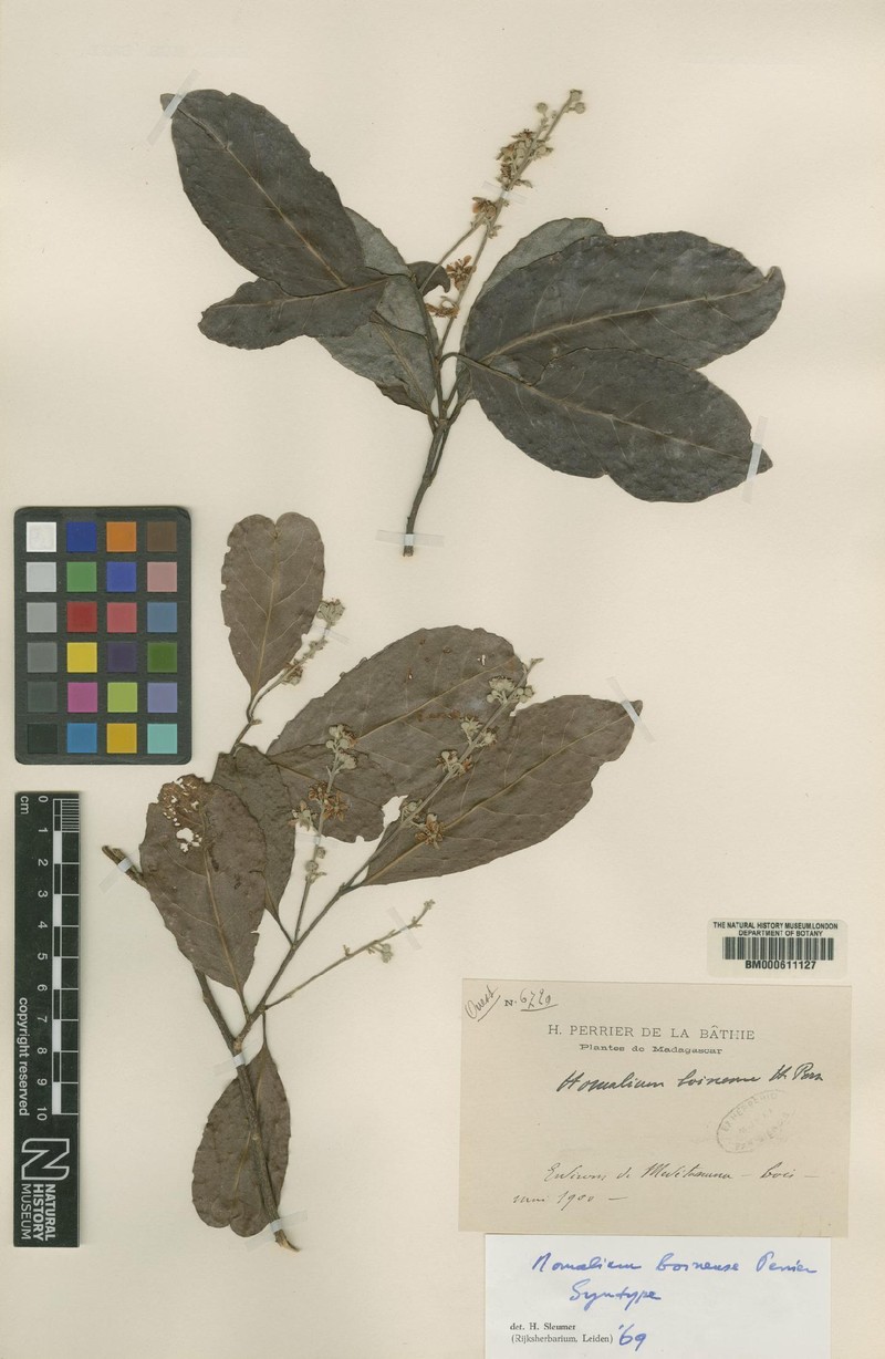 Homalium boinense