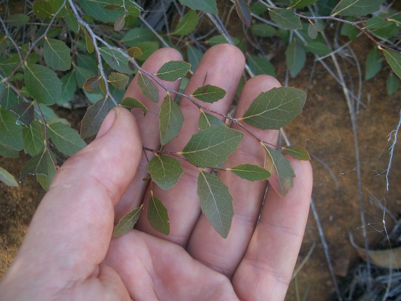 Homalium brachybotrys photo 2