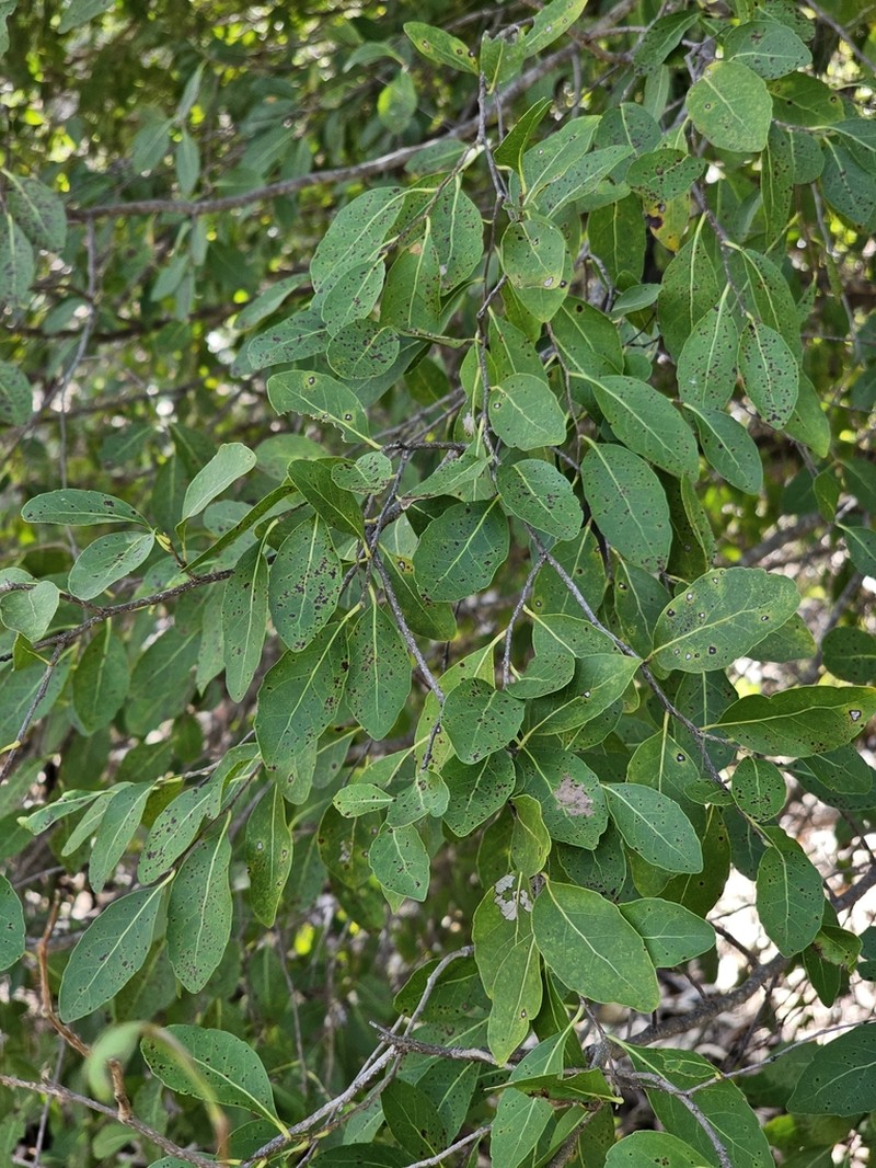 Homalium brachybotrys photo 4
