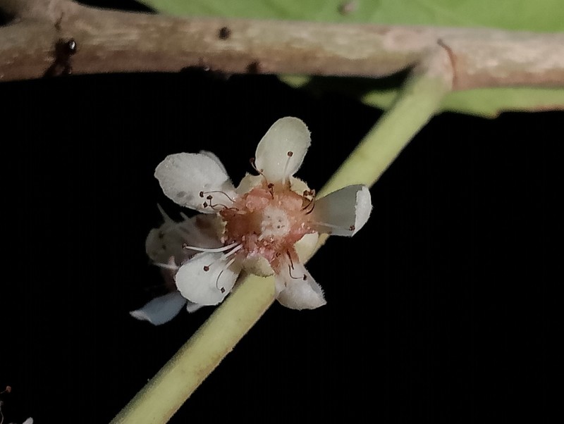 Homalium bracteatum
