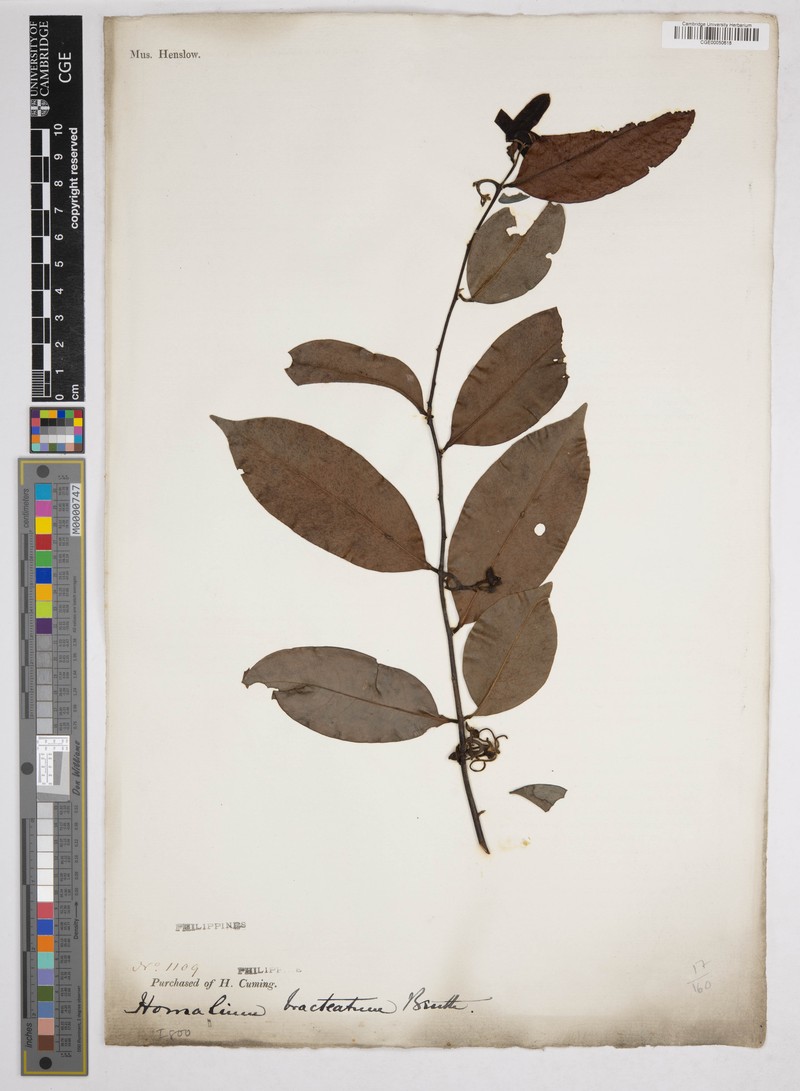 Homalium bracteatum photo 2