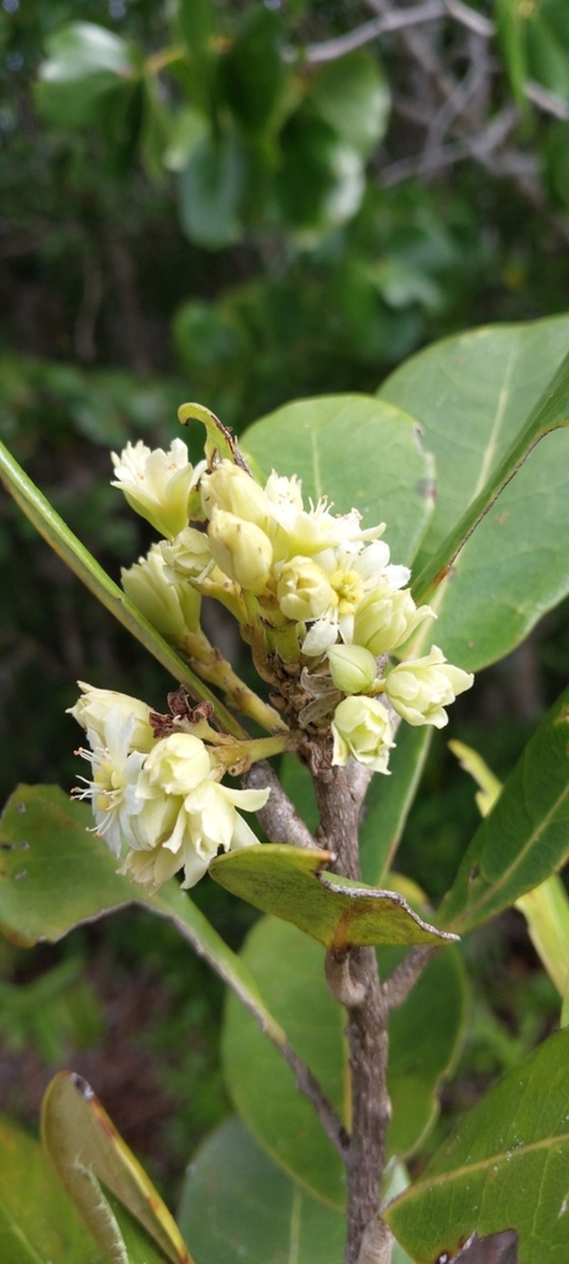 Homalium brevipedunculatum