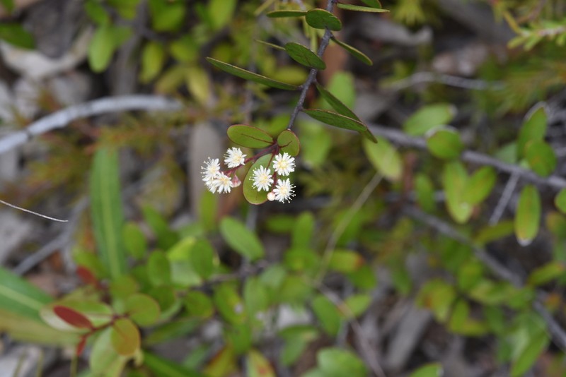 Homalium buxifolium