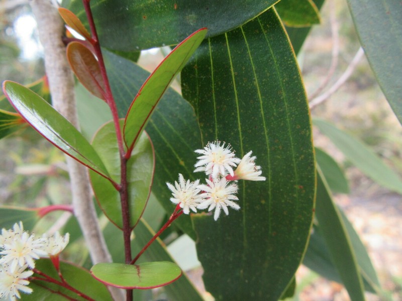 Homalium buxifolium photo 2