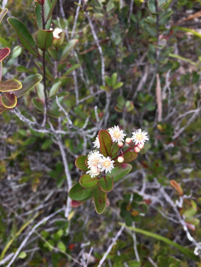 Homalium buxifolium photo 3