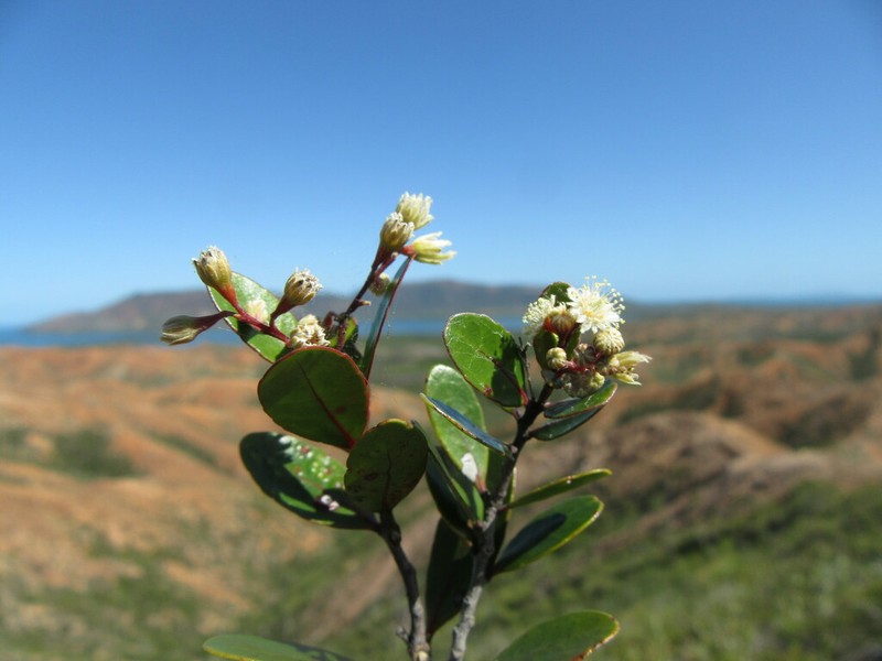 Homalium buxifolium photo 4