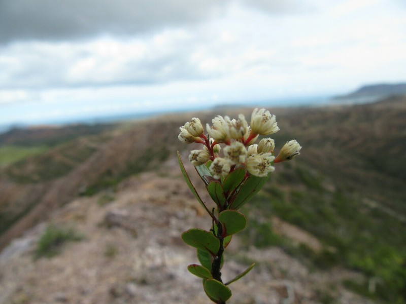 Homalium buxifolium photo 5