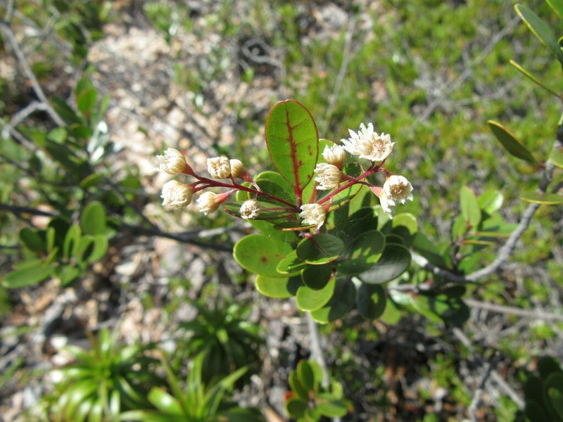 Homalium buxifolium photo 6