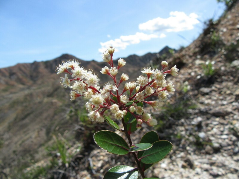 Homalium buxifolium photo 7