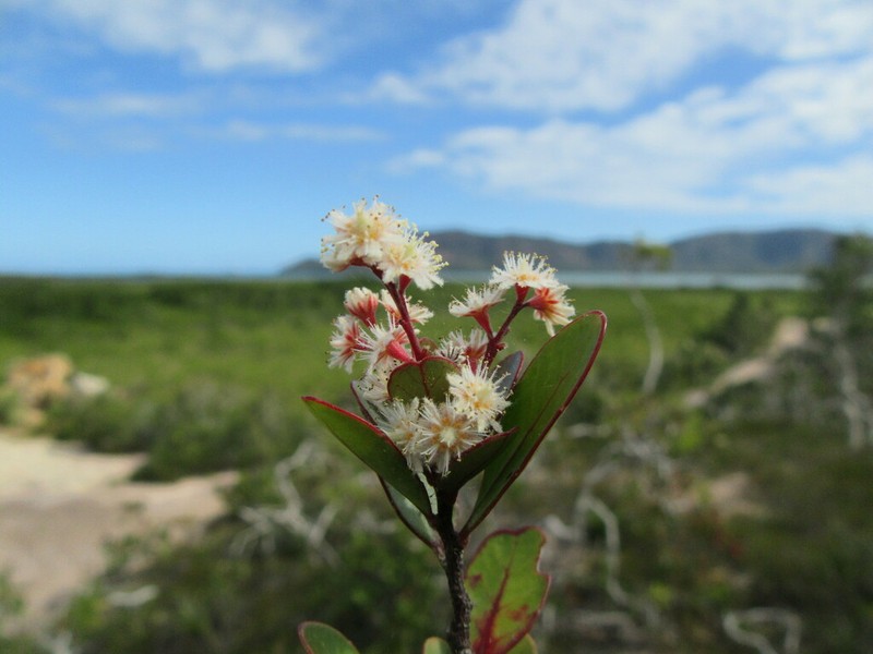 Homalium buxifolium photo 8