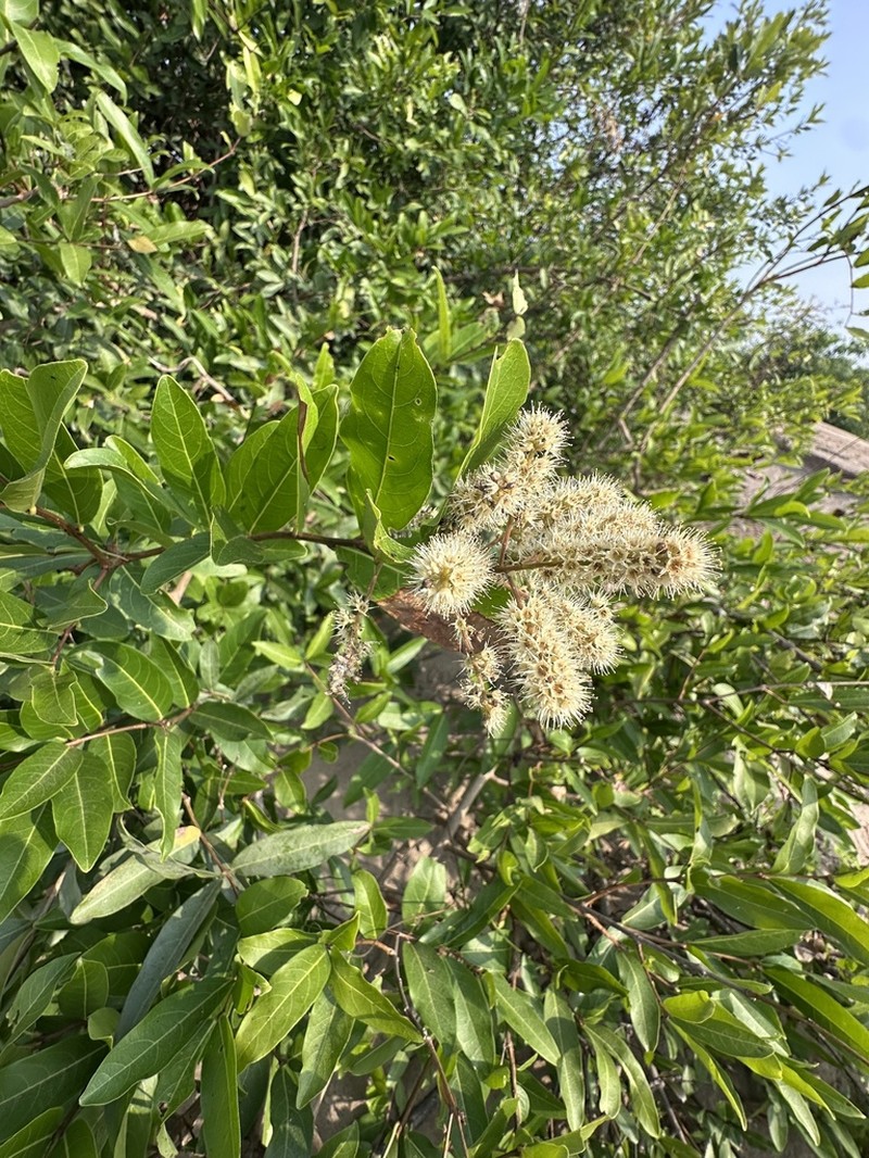 Homalium caryophyllaceum photo 2