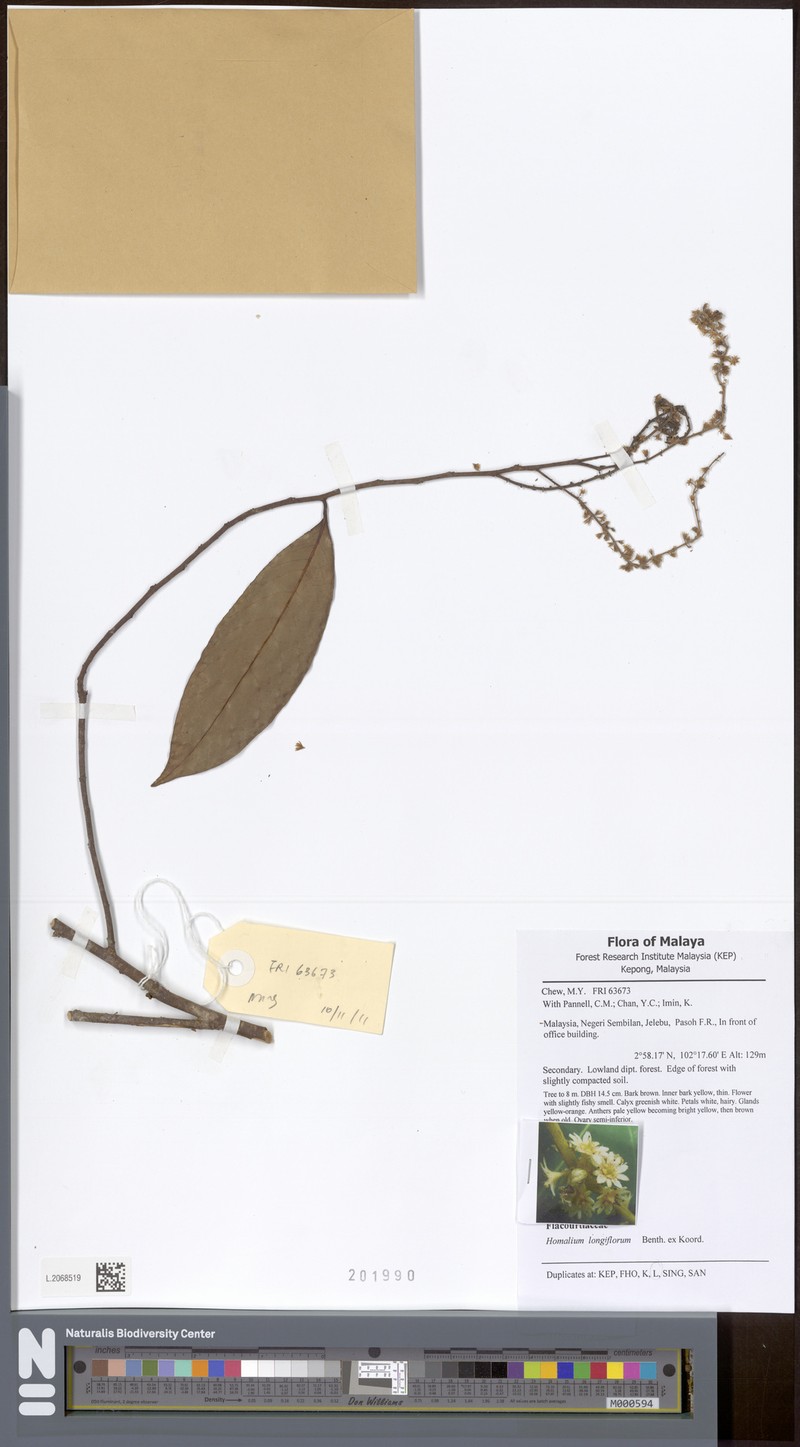 Homalium caryophyllaceum photo 3