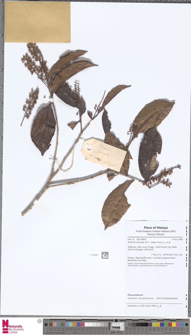 Homalium caryophyllaceum photo 4