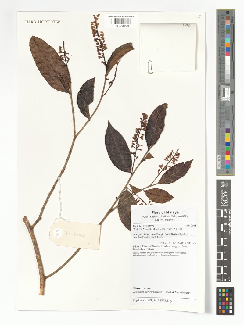 Homalium caryophyllaceum photo 5