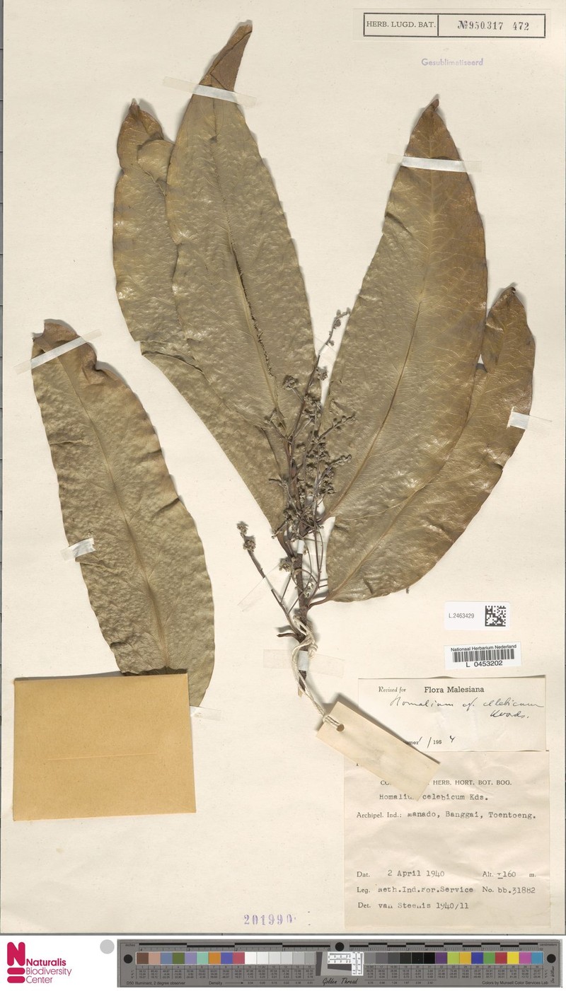 Homalium celebicum