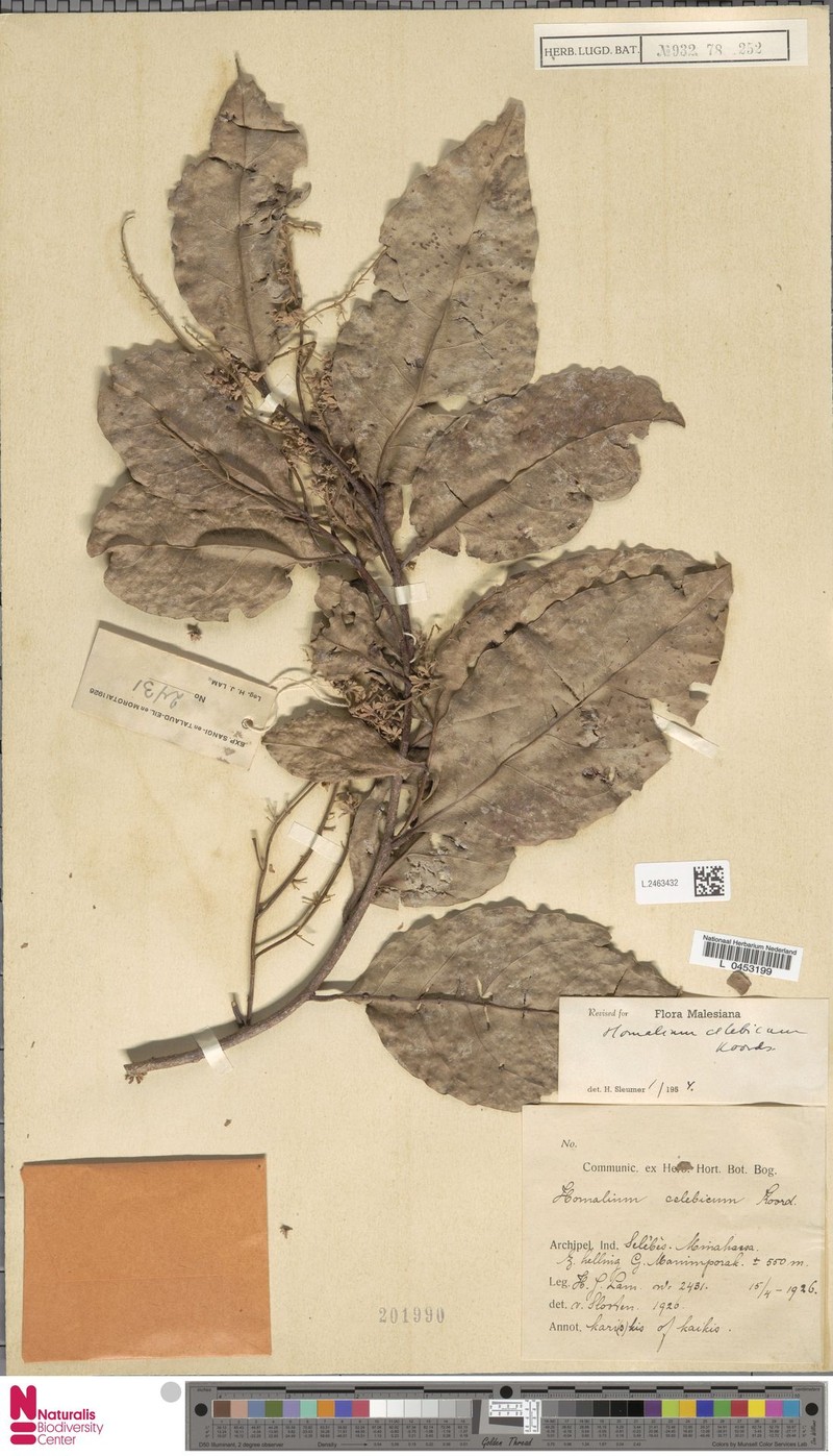 Homalium celebicum photo 2