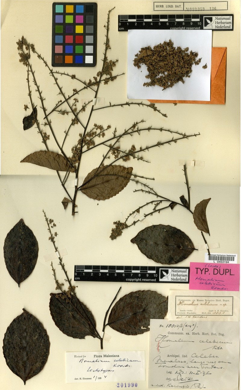 Homalium celebicum photo 3