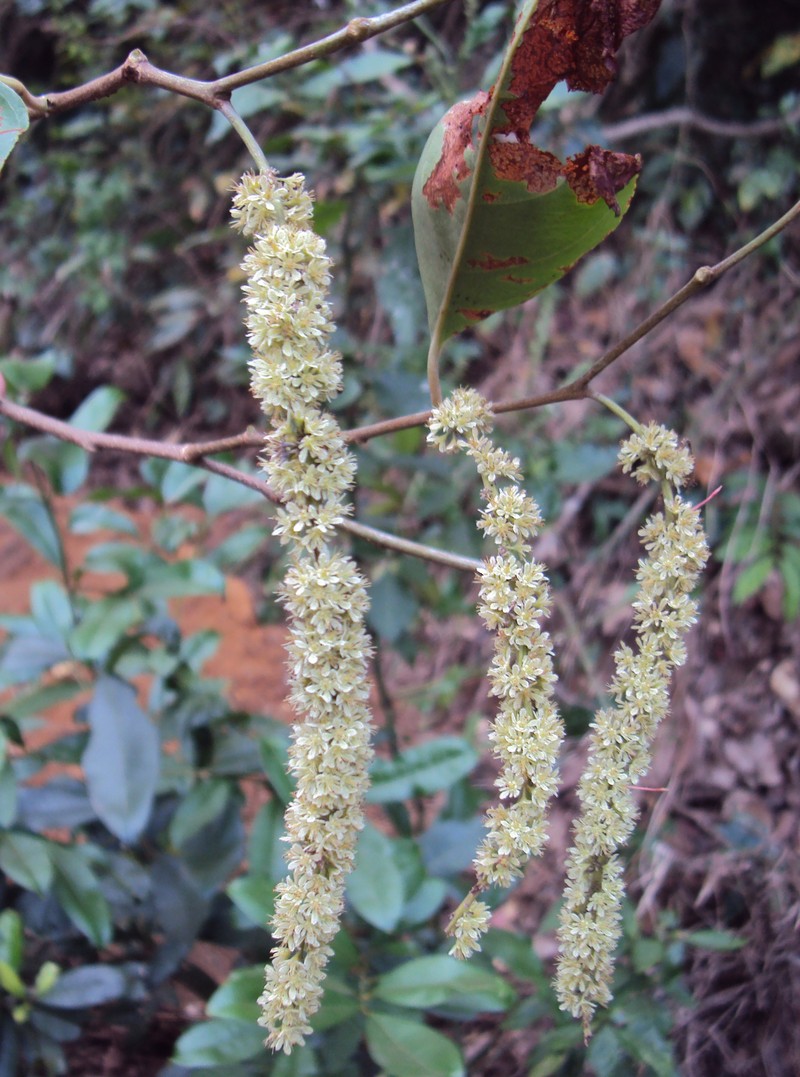 Homalium ceylanicum