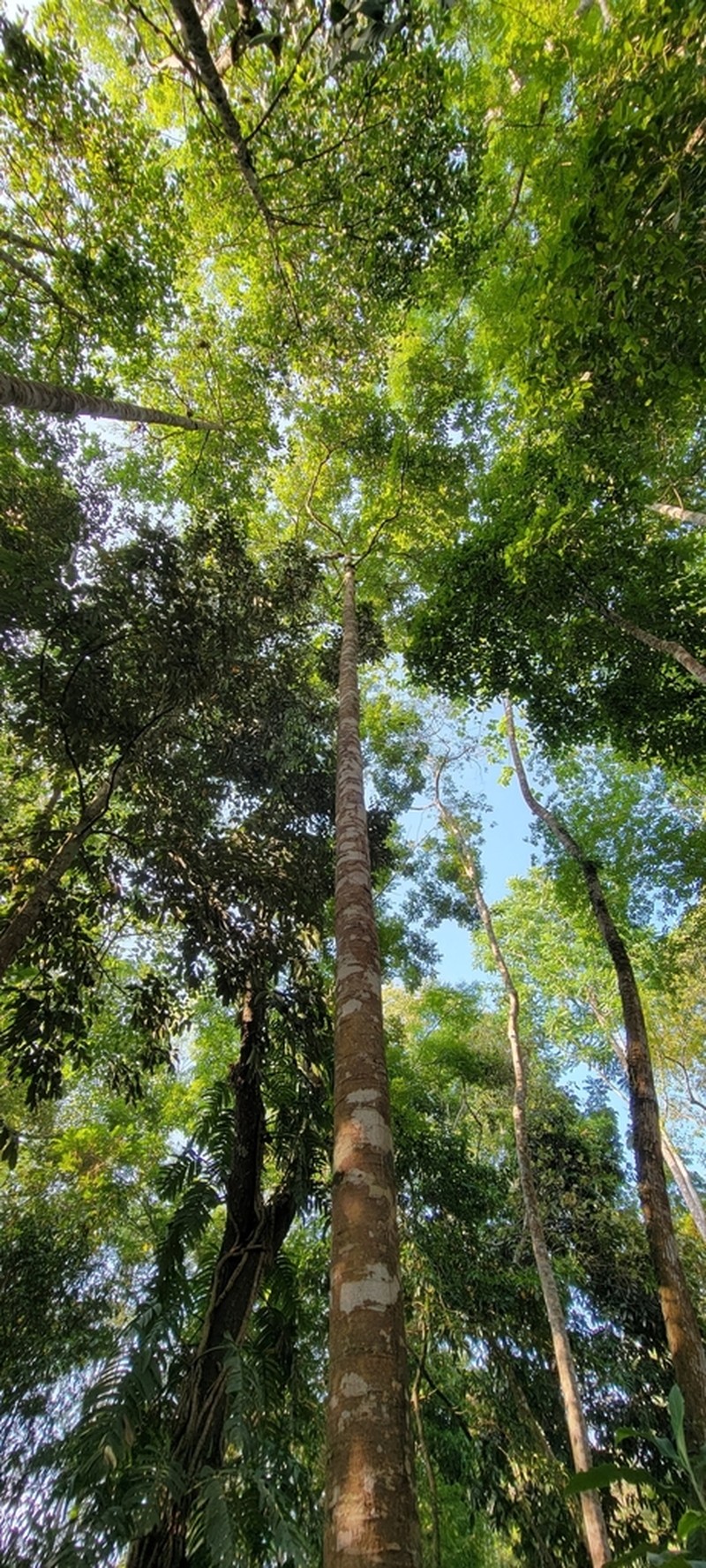 Homalium ceylanicum photo 2