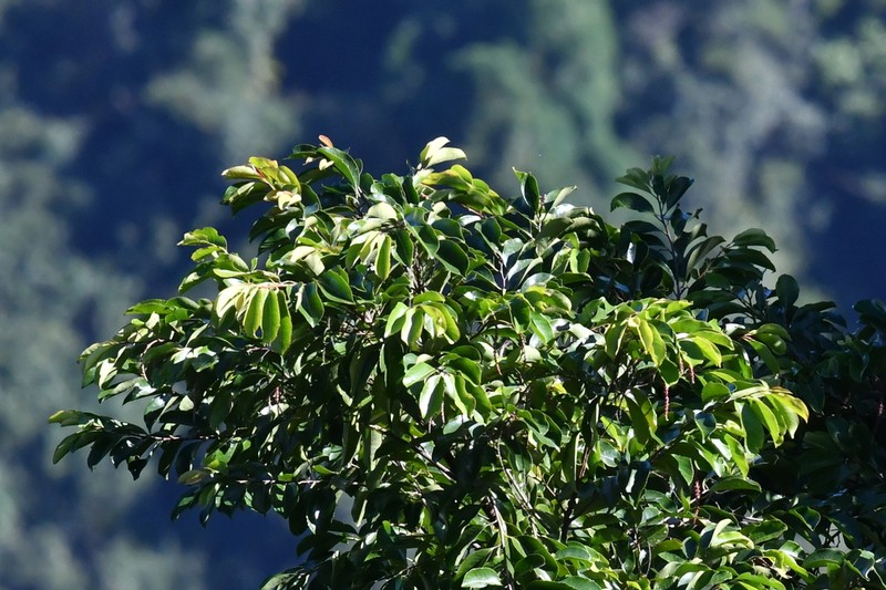 Homalium ceylanicum photo 3