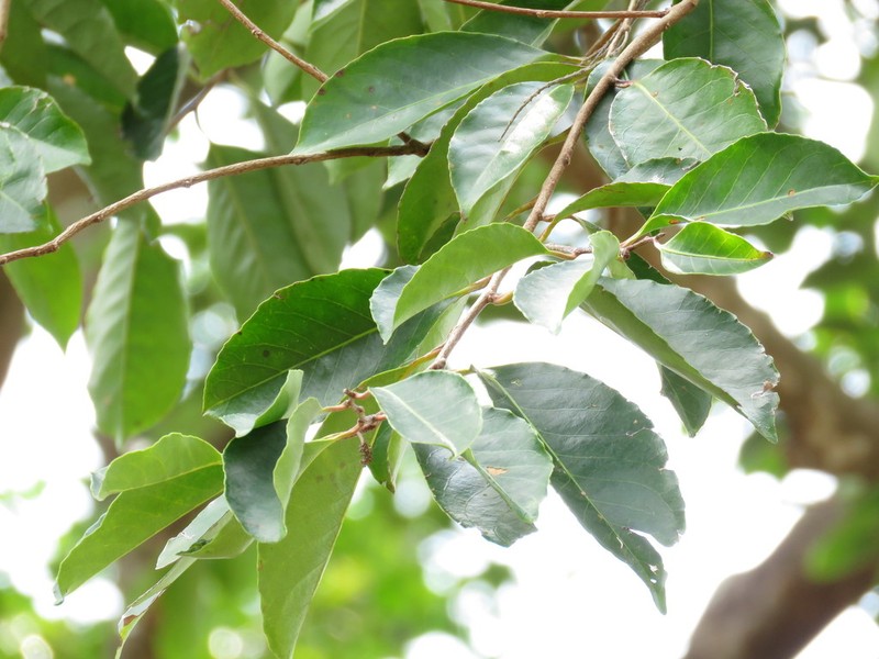 Homalium ceylanicum photo 4