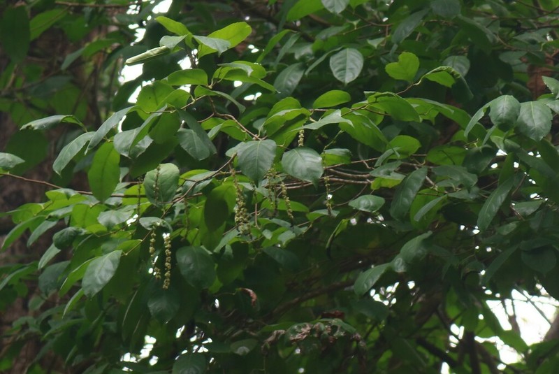 Homalium ceylanicum photo 5