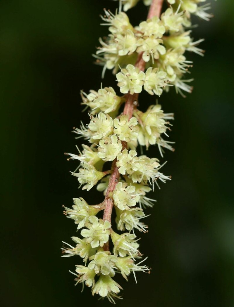Homalium ceylanicum photo 6