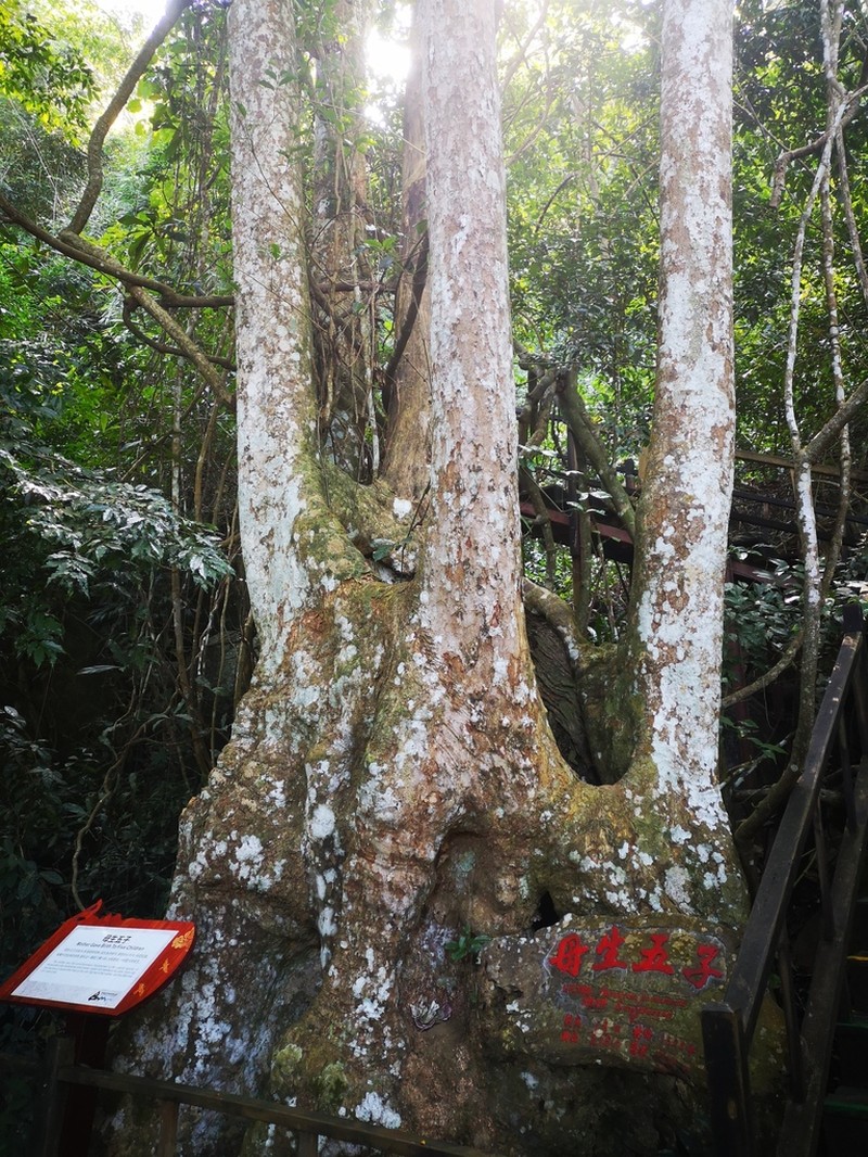 Homalium ceylanicum photo 7