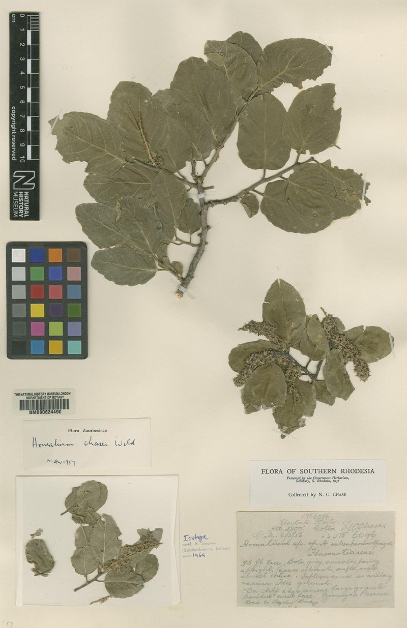 Homalium chasei
