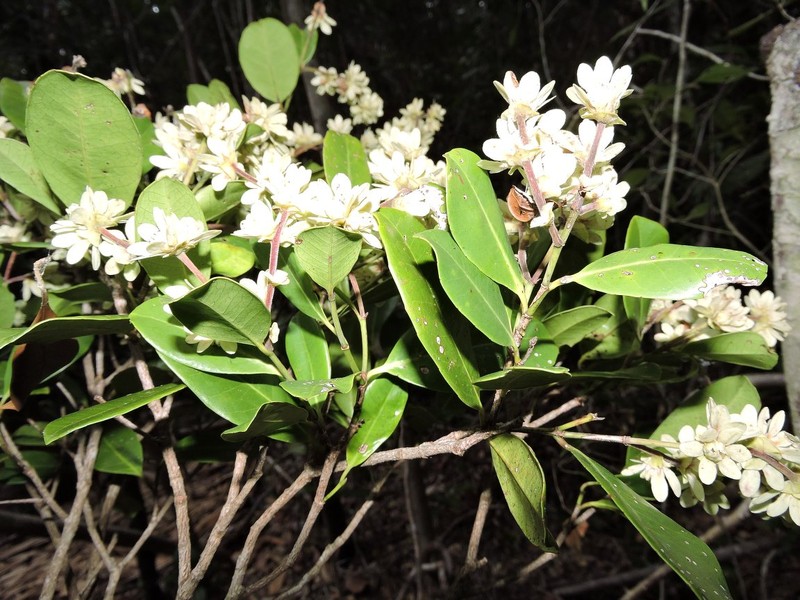 Homalium ciliolatum