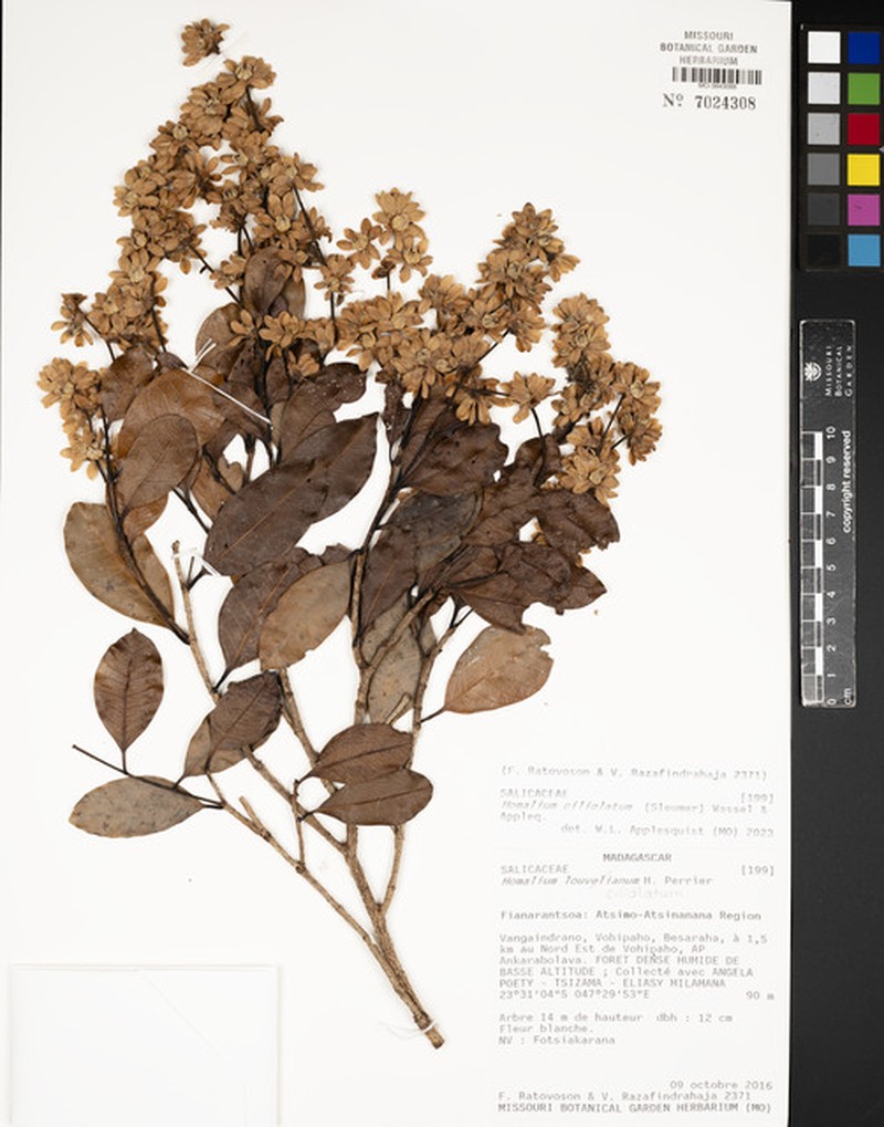 Homalium ciliolatum photo 2