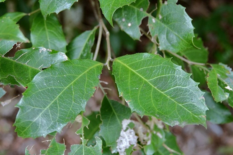 Homalium circumpinnatum photo 2