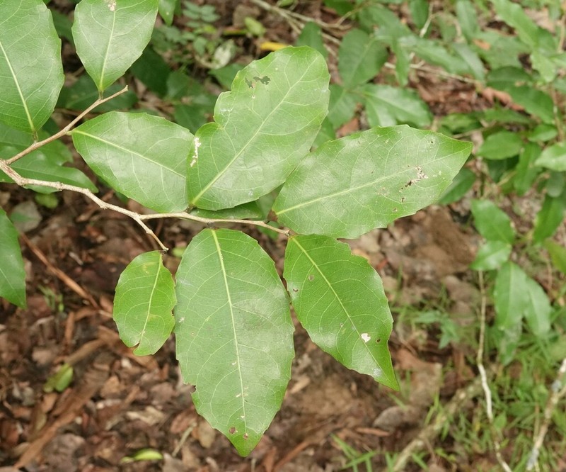 Homalium circumpinnatum photo 3