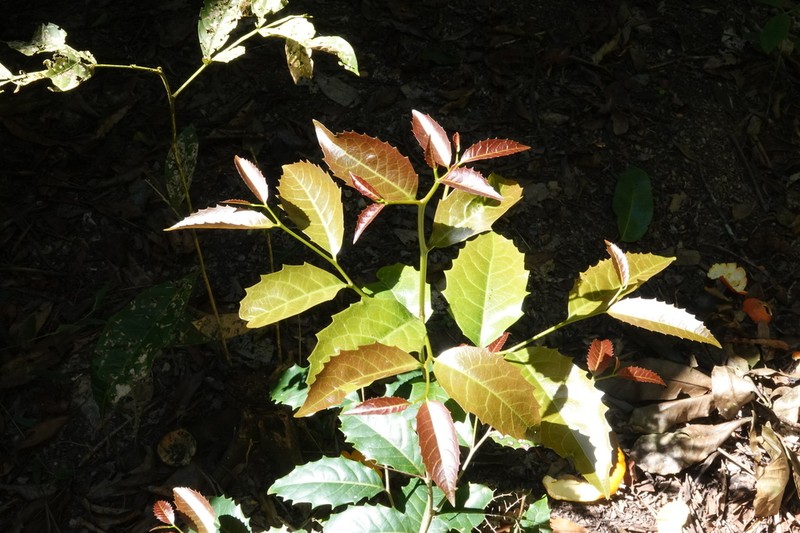 Homalium circumpinnatum photo 4