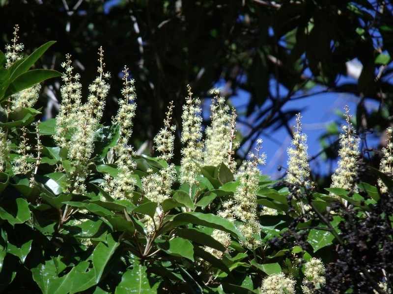 Homalium circumpinnatum photo 5