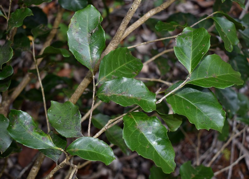 Homalium circumpinnatum photo 6