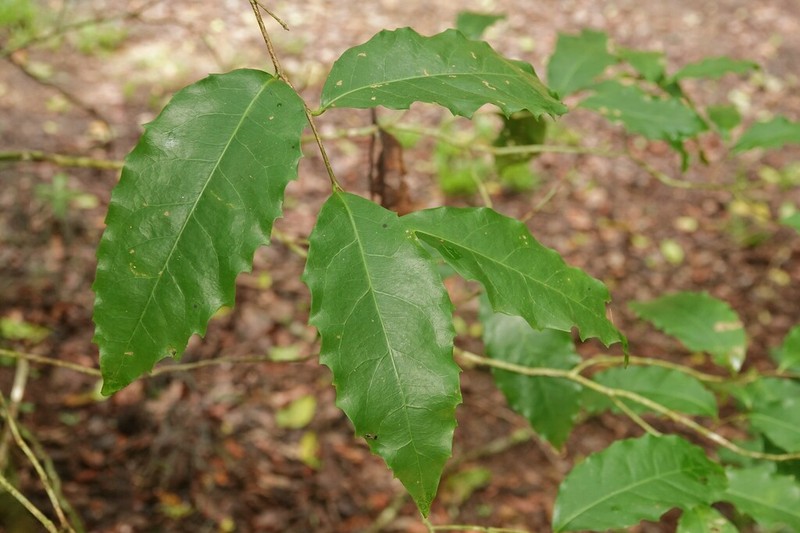 Homalium circumpinnatum photo 7