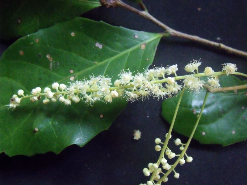 Homalium circumpinnatum photo 8