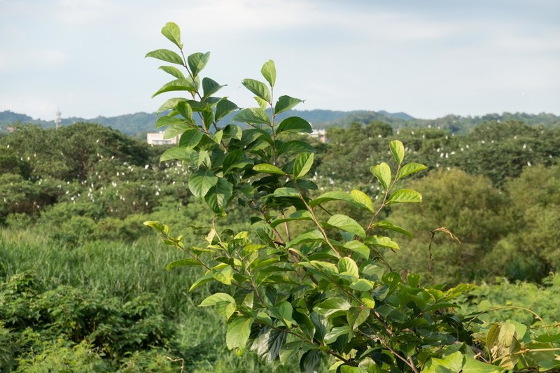 Homalium cochinchinense
