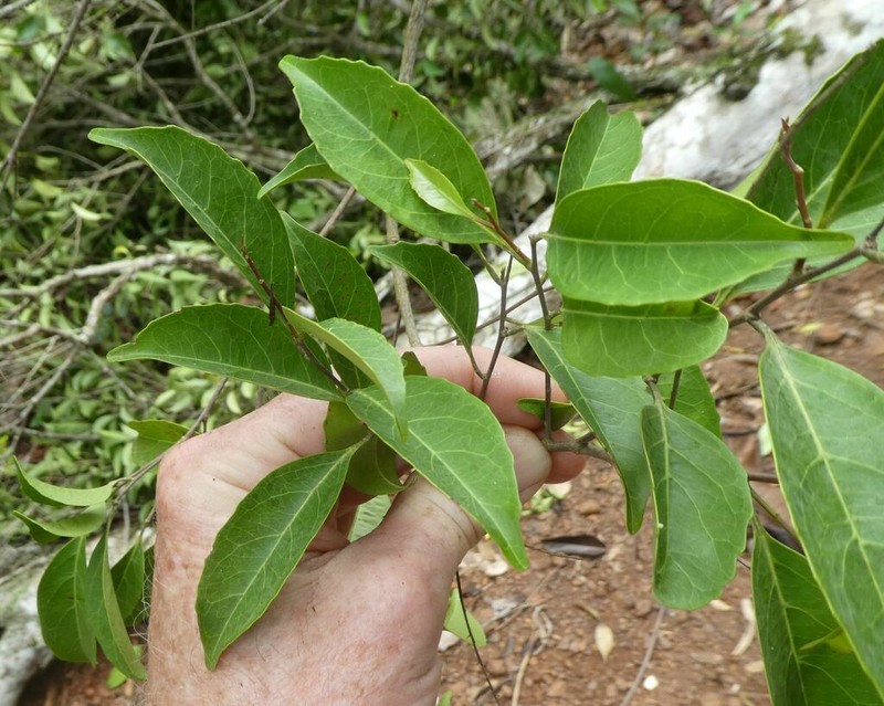 Homalium coriaceum