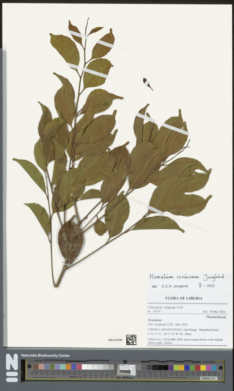 Homalium coriaceum photo 2