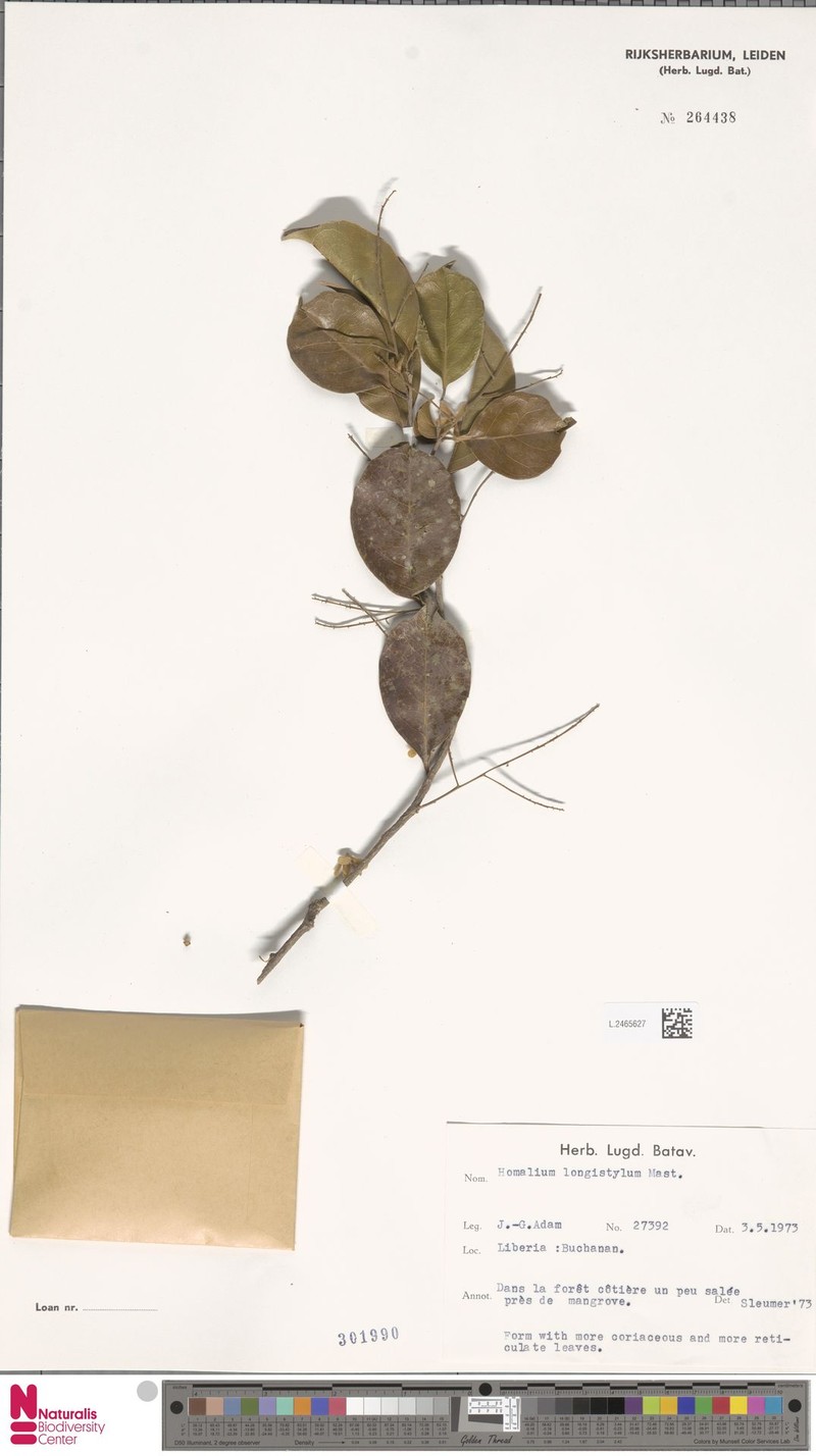 Homalium coriaceum photo 3