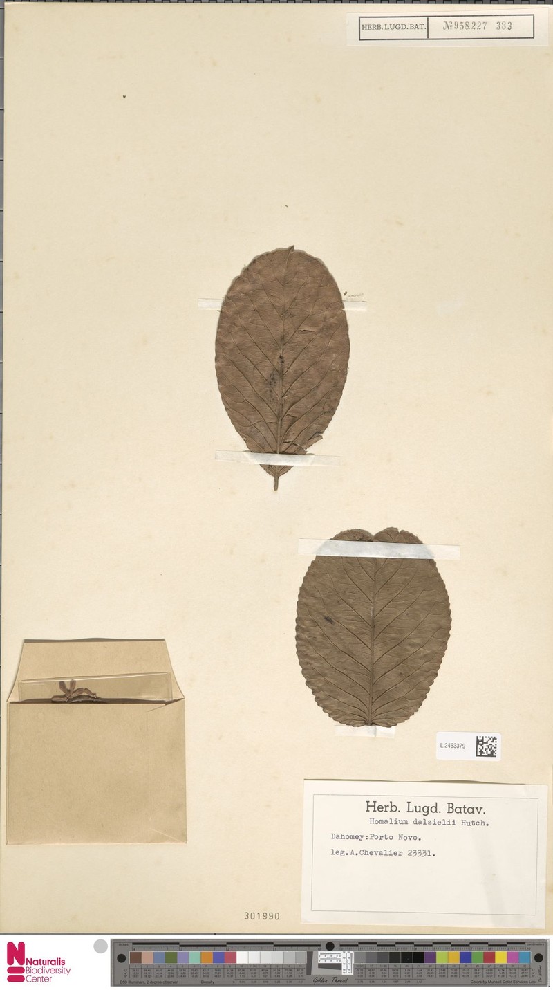 Homalium dalzielii photo 3