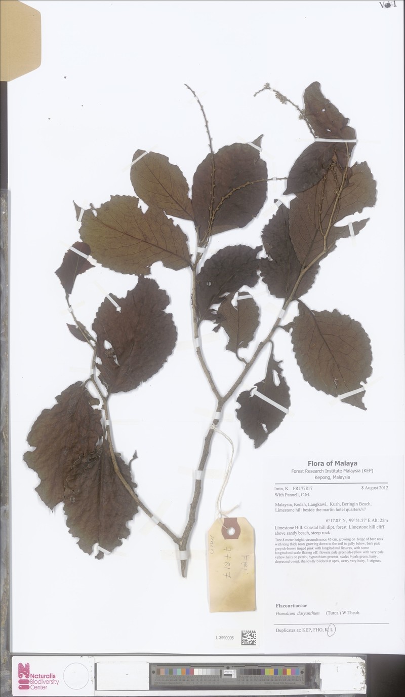 Homalium dasyanthum