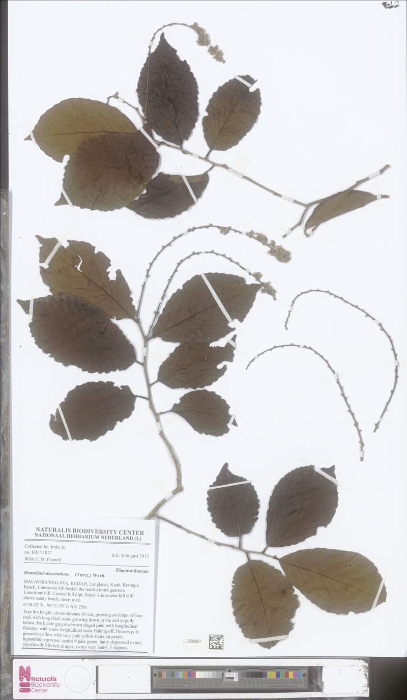 Homalium dasyanthum photo 2