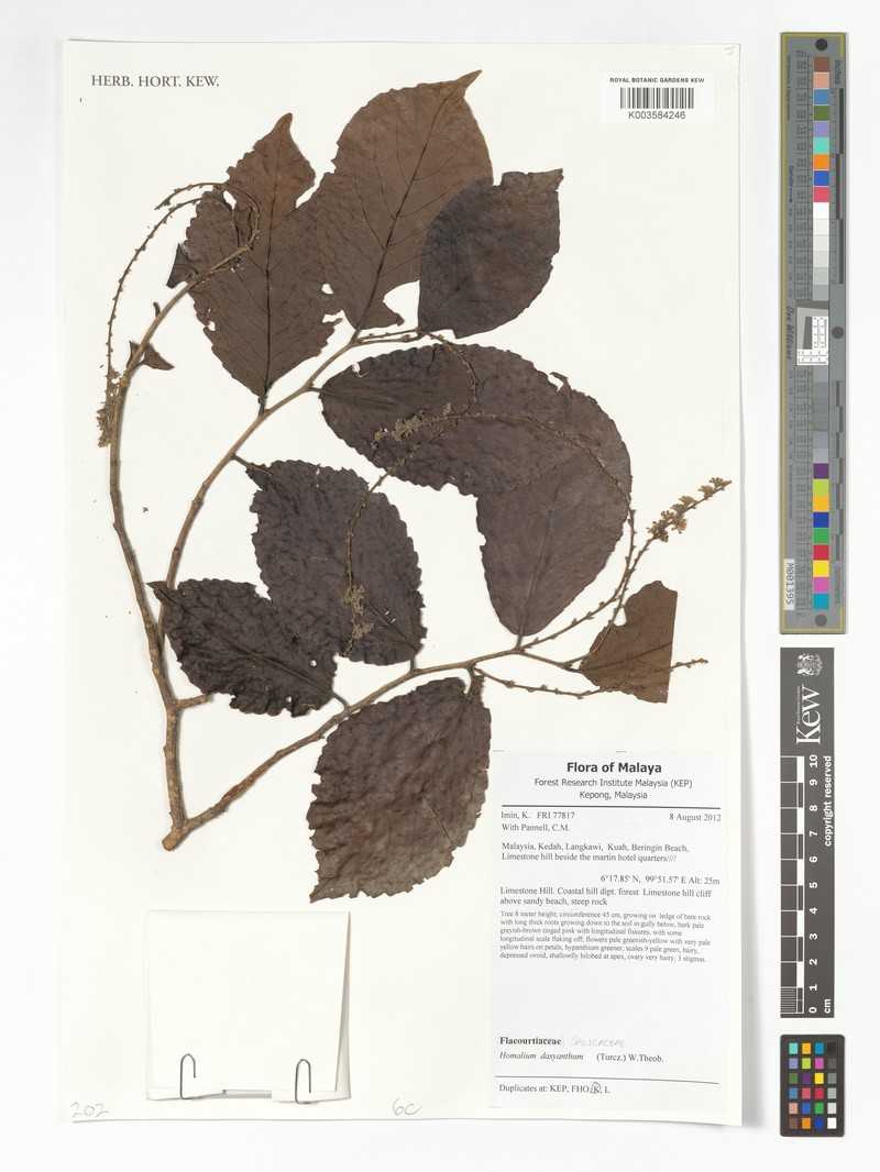 Homalium dasyanthum photo 3