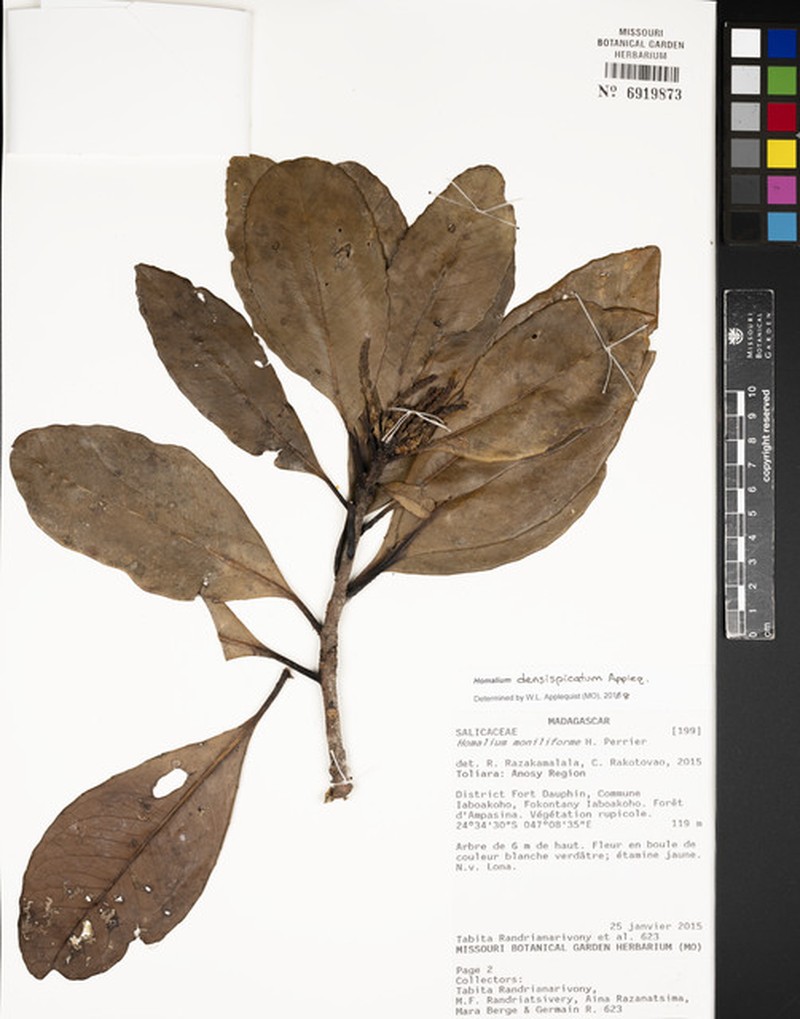Homalium densispicatum
