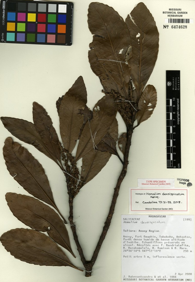 Homalium densispicatum photo 2